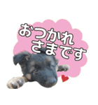 ジャーマンシェパード兄弟（個別スタンプ：10）