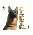 ジャーマンシェパード兄弟（個別スタンプ：12）