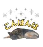 ジャーマンシェパード兄弟（個別スタンプ：13）