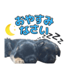 ジャーマンシェパード兄弟（個別スタンプ：14）