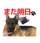 ジャーマンシェパード兄弟（個別スタンプ：15）