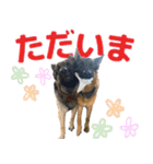 ジャーマンシェパード兄弟（個別スタンプ：18）