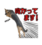ジャーマンシェパード兄弟（個別スタンプ：19）