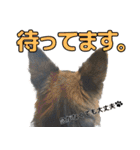 ジャーマンシェパード兄弟（個別スタンプ：20）