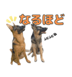 ジャーマンシェパード兄弟（個別スタンプ：35）