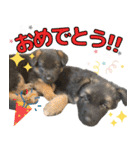 ジャーマンシェパード兄弟（個別スタンプ：37）