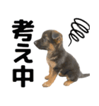 ジャーマンシェパード兄弟（個別スタンプ：38）