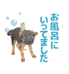 ジャーマンシェパード兄弟（個別スタンプ：39）