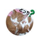 日常で使えるリアルにゃんこスタンプ（個別スタンプ：8）