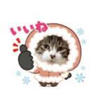 日常で使えるリアルにゃんこスタンプ（個別スタンプ：11）