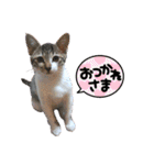 日常で使えるリアルにゃんこスタンプ（個別スタンプ：16）