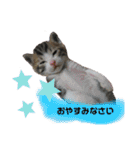 日常で使えるリアルにゃんこスタンプ（個別スタンプ：19）