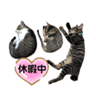 日常で使えるリアルにゃんこスタンプ（個別スタンプ：23）