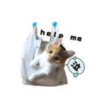 日常で使えるリアルにゃんこスタンプ（個別スタンプ：26）
