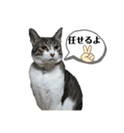 日常で使えるリアルにゃんこスタンプ（個別スタンプ：29）