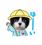 日常で使えるリアルにゃんこスタンプ（個別スタンプ：35）