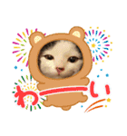 日常で使えるリアルにゃんこスタンプ（個別スタンプ：37）