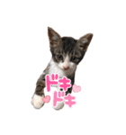 日常で使えるリアルにゃんこスタンプ（個別スタンプ：38）