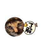 日常で使えるリアルにゃんこスタンプ（個別スタンプ：39）