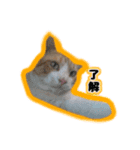 飼い猫のなーさん。（個別スタンプ：1）
