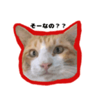 飼い猫のなーさん。（個別スタンプ：2）