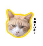 飼い猫のなーさん。（個別スタンプ：3）