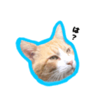飼い猫のなーさん。（個別スタンプ：4）