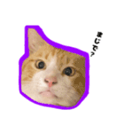 飼い猫のなーさん。（個別スタンプ：5）
