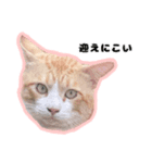 飼い猫のなーさん。（個別スタンプ：7）