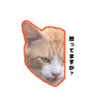 飼い猫のなーさん。（個別スタンプ：8）