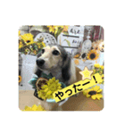 りん☆everyday3（個別スタンプ：1）
