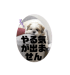 小太郎とマロン（個別スタンプ：5）