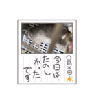 ぐースタンプ2（個別スタンプ：12）