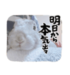 ぐースタンプ2（個別スタンプ：21）