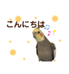 オカメインコ小梅ちゃんとツバメ（個別スタンプ：2）