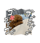 トイプードル（sea君2）（個別スタンプ：3）