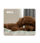 トイプードル（sea君2）（個別スタンプ：4）