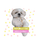 マサみつの日々3（シーズー）（個別スタンプ：4）