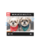 マサみつの日々3（シーズー）（個別スタンプ：6）
