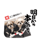 マサみつの日々3（シーズー）（個別スタンプ：7）
