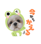 マサみつの日々3（シーズー）（個別スタンプ：10）