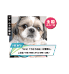 マサみつの日々3（シーズー）（個別スタンプ：11）