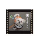 マサみつの日々3（シーズー）（個別スタンプ：12）