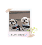 マサみつの日々3（シーズー）（個別スタンプ：14）