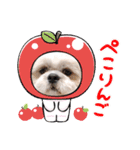 マサみつの日々3（シーズー）（個別スタンプ：16）