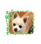 Chihuahuaさくら（個別スタンプ：2）