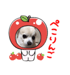 Chihuahuaさくら（個別スタンプ：3）