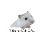 パールホワイト"ぎん"（個別スタンプ：19）