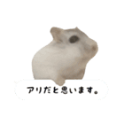 パールホワイト"ぎん"（個別スタンプ：22）
