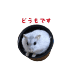 パールホワイト"ぎん"（個別スタンプ：23）
